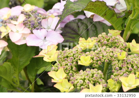Hydrangea 33132950
