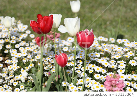 Tulip Tulip 33133304