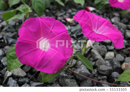 Morning glory · · · · · · · · 33133305