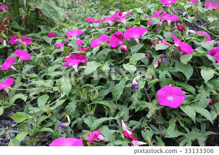 Morning glory · · · · · · · · 33133306