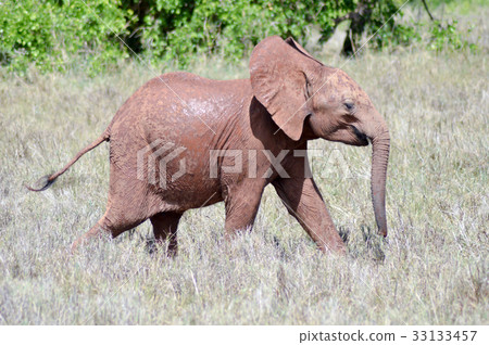 Small elephant strolling Small elephant strolling 33133457