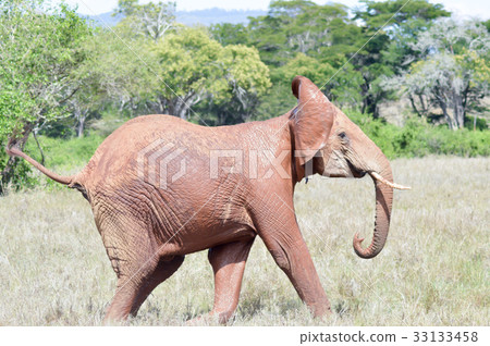 Red Elephant isolated in the savannah Red Elephant isolated in the savannah 33133458