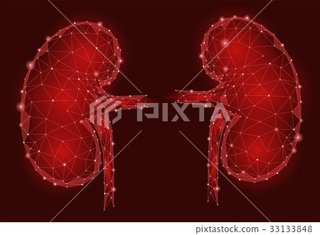 Kidneys internal organ men 3d low poly geometric 33133848