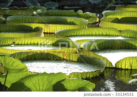 雙溪公園大王蓮 33134531