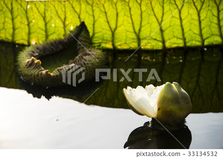 雙溪公園大王蓮 33134532