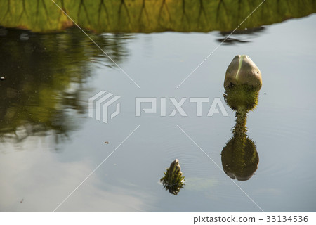 雙溪公園大王蓮 雙溪公園大王蓮 33134536