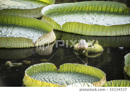 雙溪公園大王蓮 雙溪公園大王蓮 33134537