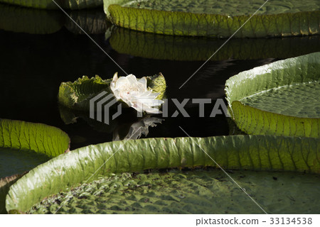 雙溪公園大王蓮 33134538