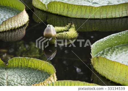 雙溪公園大王蓮 33134539