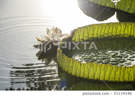 雙溪公園大王蓮 雙溪公園大王蓮 33134546