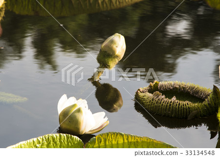 雙溪公園大王蓮 雙溪公園大王蓮 33134548