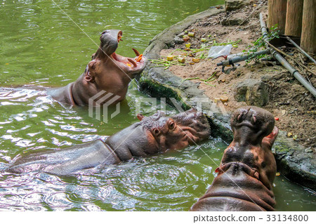 Close-up of hippo with open chaps 33134800