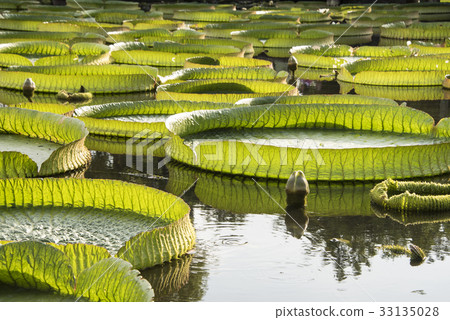 雙溪公園大王蓮 雙溪公園大王蓮 33135028