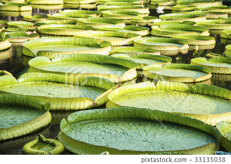 雙溪公園大王蓮 33135038