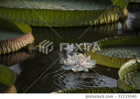 雙溪公園大王蓮 雙溪公園大王蓮 33135040