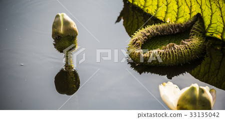 雙溪公園大王蓮 33135042