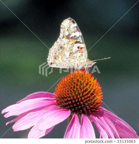 Toronto Lake Junonia coenia butterfly 2017 33135063