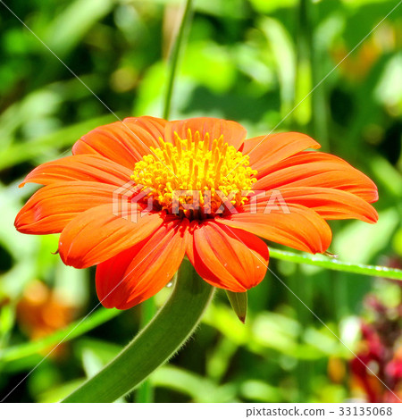 Toronto Lake large red daisy 2017 33135068