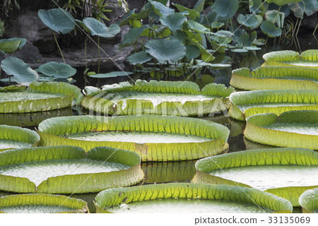 雙溪公園大王蓮 33135069