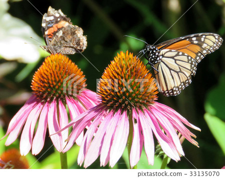 Toronto Lake Monarch butterfly and Red Admiral2017 33135070