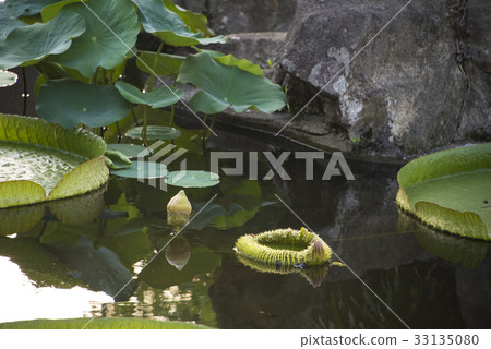 雙溪公園大王蓮 33135080