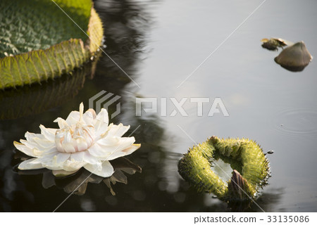 雙溪公園大王蓮 雙溪公園大王蓮 33135086