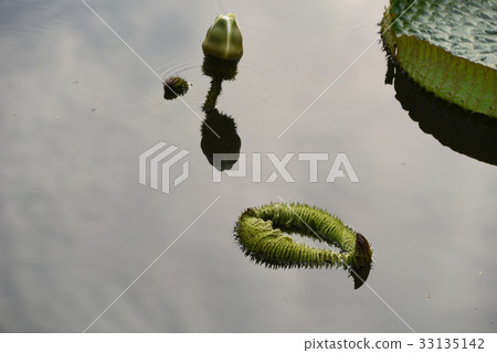雙溪公園大王蓮 雙溪公園大王蓮 33135142