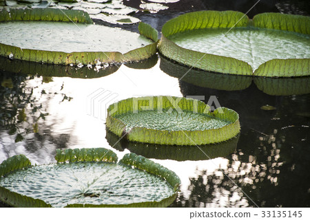 雙溪公園大王蓮 33135145
