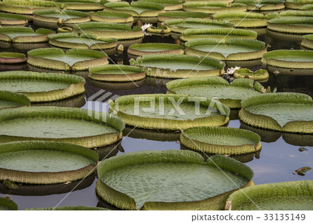 雙溪公園大王蓮 33135149