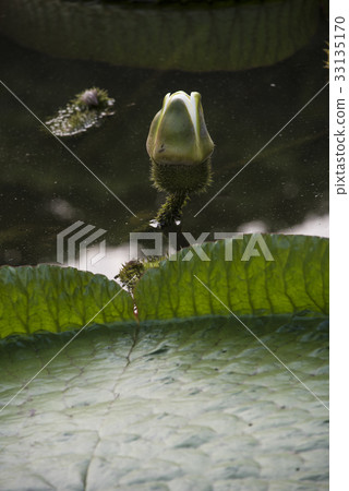 Sungai Park Dawanglian Sungai Park Dawanglian 33135170