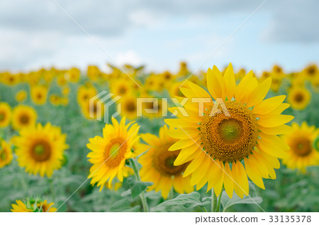 Sunflower in the garden.Sunflower field. 33135378