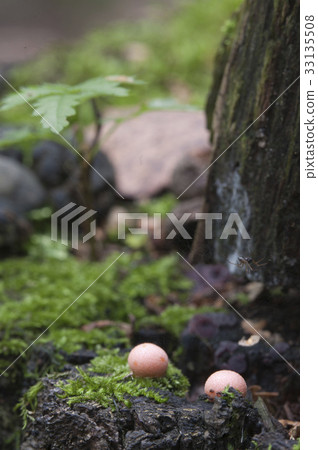 Lycogala epidendrum in a green moss Lycogala epidendrum in a green moss 33135508
