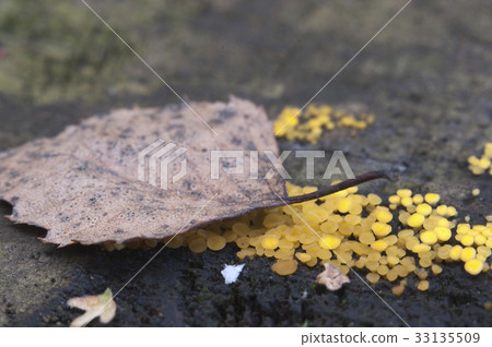 Bisporella citrina [Calycella citrina] 33135509