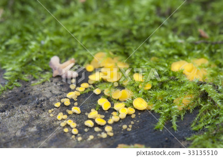 Bisporella citrina [Calycella citrina] 33135510
