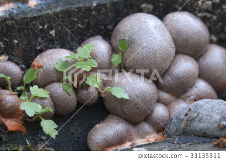 Lycogala epidendrum  in a green moss 33135511
