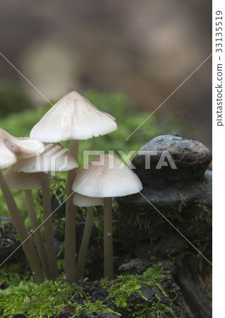 Mycena galericulata mushrooms Mycena galericulata mushrooms 33135519