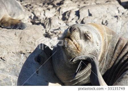 [Argentina] Beagle water supply scenery 33135749