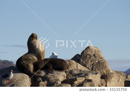 [Argentina] Beagle water supply scenery 33135750