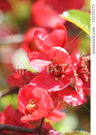 Blur Blur 33135773