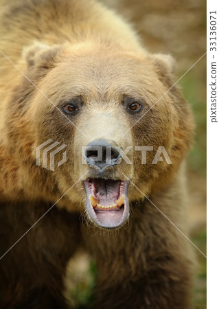 Big brown bear in the forest 33136071