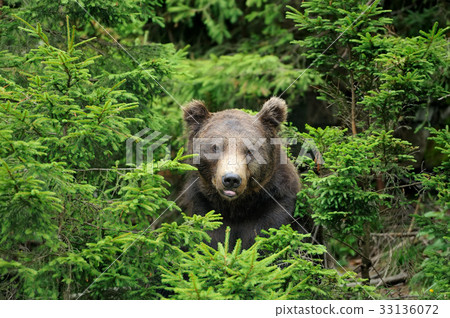 Big brown bear in the forest Big brown bear in the forest 33136072
