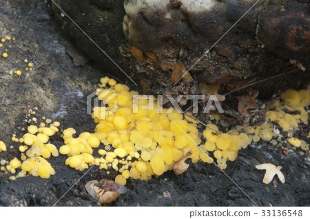 Bisporella citrina [Calycella citrina] 33136548