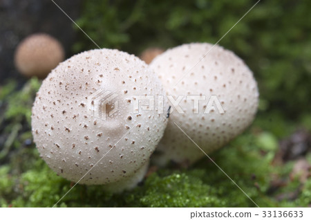Puffball mushrooms on a stump 33136633