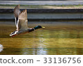 Duck flying off the water 33136756