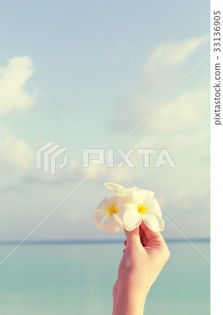 White tropical flower plumeria in hand 33136905