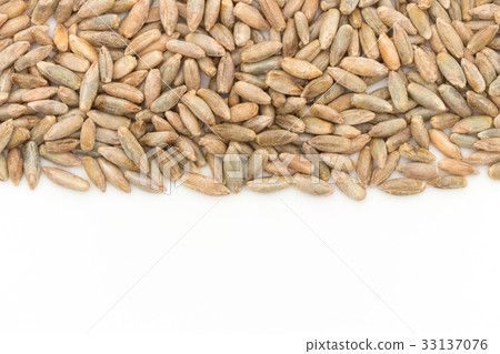 黑麥：黑麥漿果 33137076