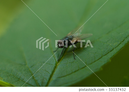 Macro photo of a fly on a green leaf. 33137432