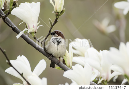 Magnolia spring flowers 33137647