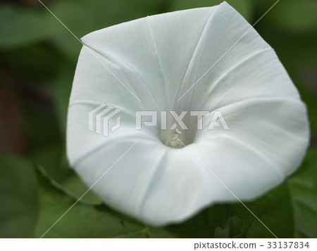 牽牛花 33137834