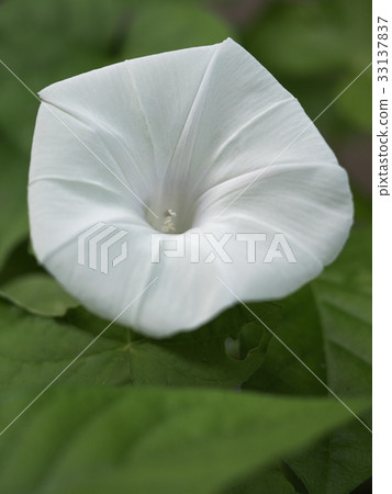 牽牛花 牽牛花 33137837